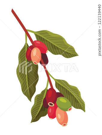 Branch of Coffee Plant with Ripe Edible Fruits Vector illustration Branch of Coffee Plant with Ripe Edible Fruits Vector illustration 122139440