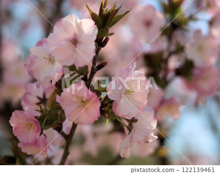 Cherry blossoms that bloomed in April ``Beniyutaka'' 122139461