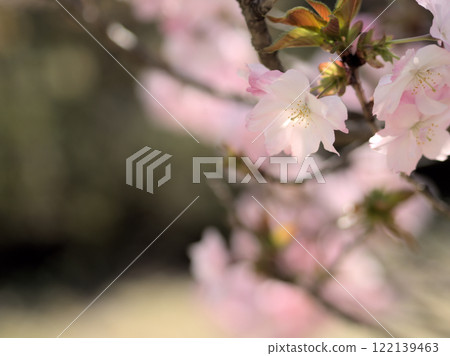 Cherry blossoms that bloomed in April ``Beniyutaka'' 122139463