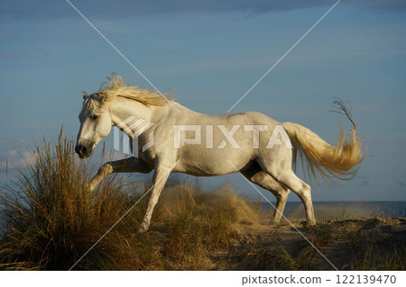 跑白馬 122139470