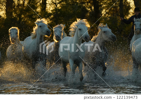 Running white horse 122139473