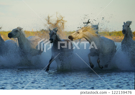 Running white horse Running white horse 122139476