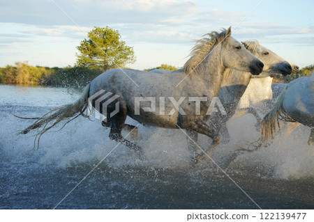 Running white horse 122139477