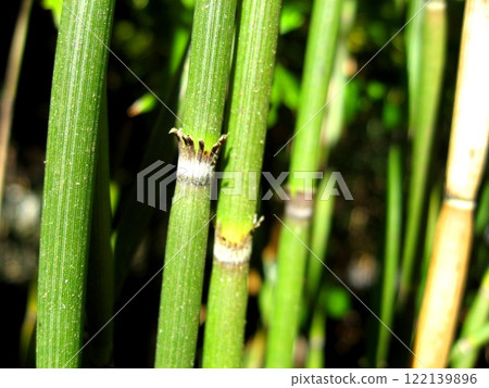 Nostalgic Horsetail 122139896