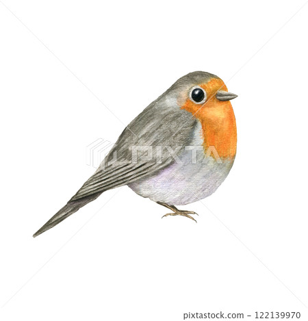 Watercolor sitting red Robin Bird illustration. Spring cute little bird with orange breast. European Erithacus rubecula for Valentine day, mother day cards, greetings, Christmas design 122139970