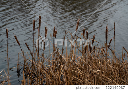 Dry, withered reeds in the river Dry, withered reeds in the river 122140087
