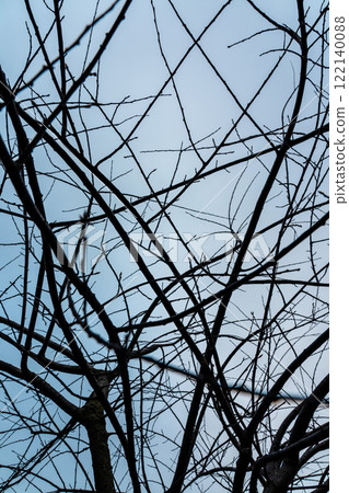 Tree branches against the sky, abstraction, interlacing, maximalism, background Tree branches against the sky, abstraction, interlacing, maximalism, background 122140088