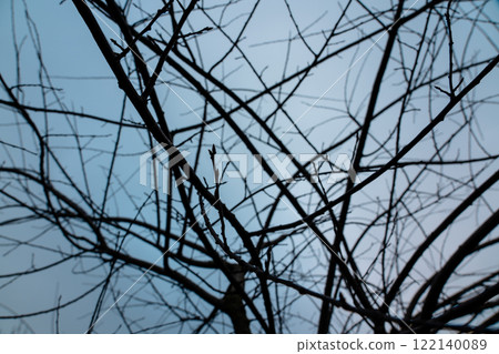Tree branches against the sky, abstraction, interlacing, maximalism, background Tree branches against the sky, abstraction, interlacing, maximalism, background 122140089