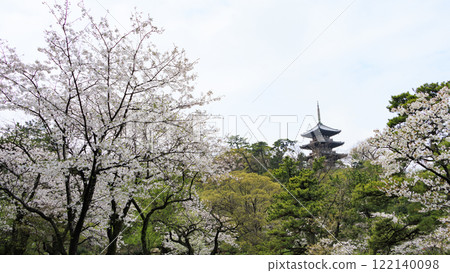 在Sanpi花園的櫻花 122140098