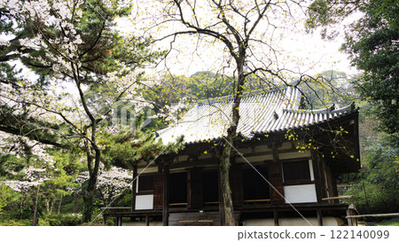 在Sanpi花園的櫻花 122140099