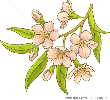 a branch of almond  flowers with leaves 122140294