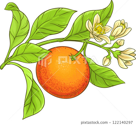 Grapefruit Branch  with Flowers, Fruits  and Leaves Colored Detailed Illustration. 122140297