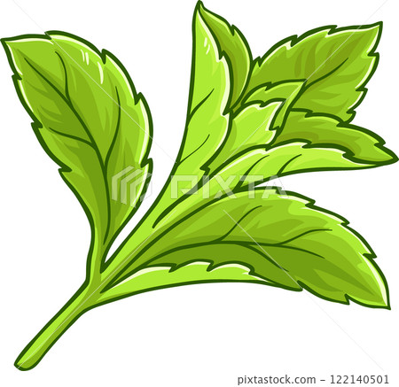 Stevia Plant illustration Stevia Plant illustration 122140501