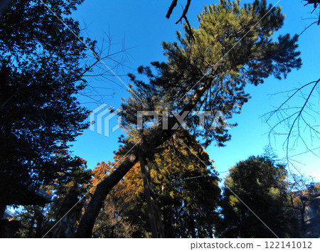 群馬縣明和町川又的栗島神社，神樹大黑松 122141012