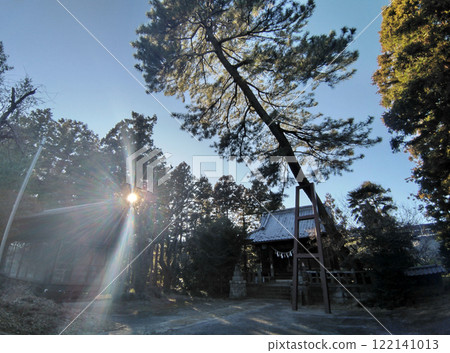 群馬縣明和町川又的栗島神社，神樹大黑松 122141013