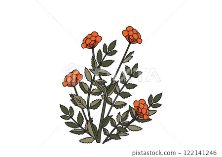 Medical botanical Marigold plant with flowers isolated on white background. Colorful Calendula bouquet vector illustration. Graphic design for Print Brand Wedding invitation Greeting Card Book Poster 122141246