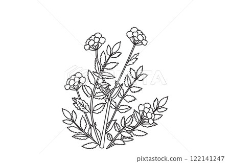 Line art botanical bouquet of Calendula isolated on white background. Black and white outline Marigold plant with flowers vector illustration. Graphic design for Print Book Brand Poster Greeting Card 122141247