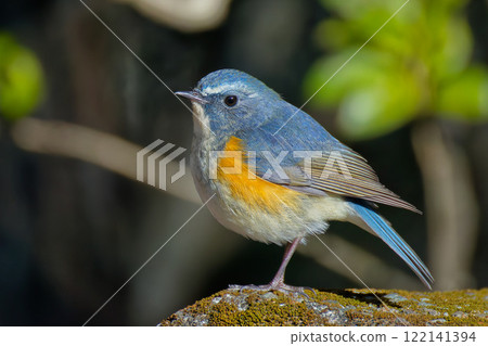 A blue-and-white flycatcher fluffing its feathers on a cold day A blue-and-white flycatcher fluffing its feathers on a cold day 122141394