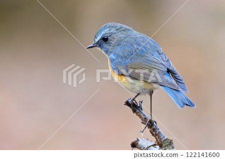 A blue-and-white flycatcher, a forest fairy perched on a branch 122141600