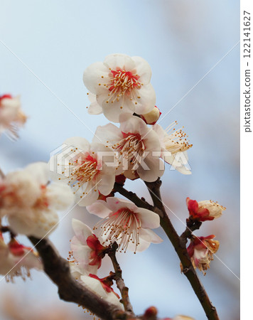 Plum blossoms (for spring, or for praying for success in exams, etc.) Plum blossoms (for spring, or for praying for success in exams, etc.) 122141627
