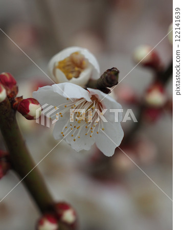 梅花（春天、祈求考試通過等） 122141639