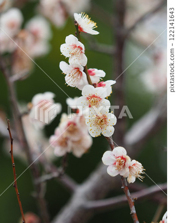 Plum blossoms (for spring, or for praying for success in exams, etc.) 122141643
