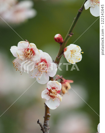Plum blossoms (for spring, or for praying for success in exams, etc.) Plum blossoms (for spring, or for praying for success in exams, etc.) 122141645