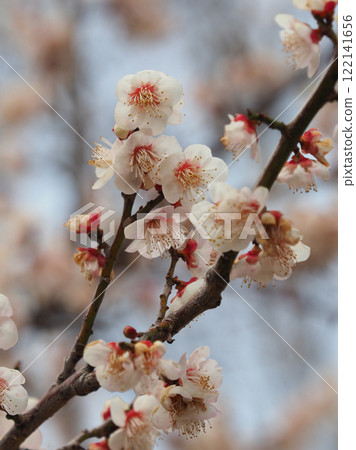 梅花（春天、祈求考試通過等） 122141656