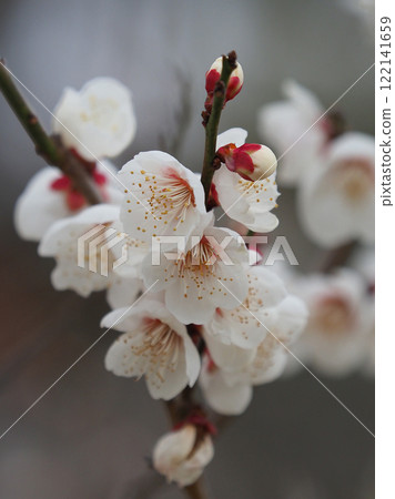 Plum blossoms (for spring, or for praying for success in exams, etc.) 122141659
