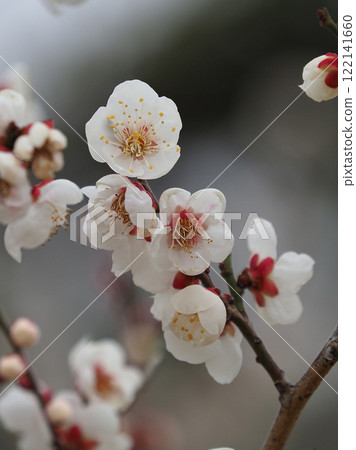 梅花（春天、祈求考試通過等） 122141660