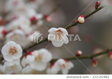 梅花（春天、祈求考試通過等） 122141662