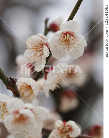 梅花（春天、祈求考試通過等） 122141663