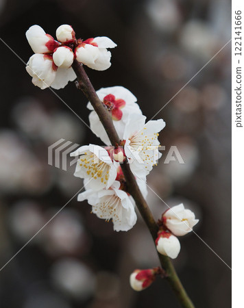 梅花(春天、祈求考試通過等) 梅花(春天、祈求考試通過等) 122141666