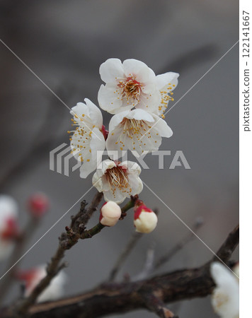梅花(春天、祈求考試通過等) 梅花(春天、祈求考試通過等) 122141667