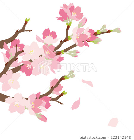 Beautiful vector illustration of cherry blossoms in full bloom 122142148