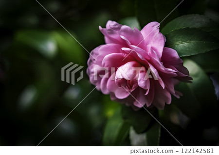 Camellia sasanqua (Scarlet maiden) 122142581