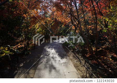 明亮的秋葉 明亮的秋葉 122143010