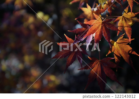 明亮的秋葉 122143012