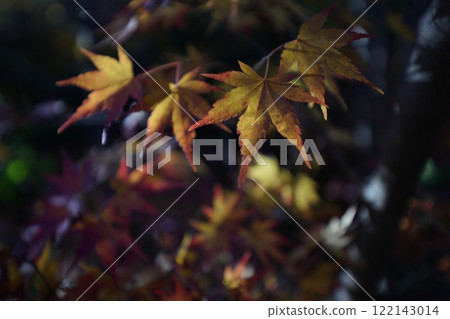 明亮的秋葉 明亮的秋葉 122143014