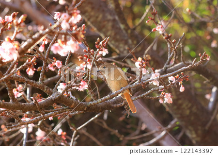 Giubitaki and cherry blossoms 122143397