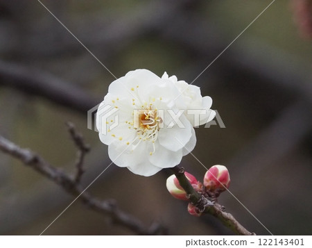 White plum 08_Ikegami Plum Garden, Ota Ward, Tokyo White plum 08_Ikegami Plum Garden, Ota Ward, Tokyo 122143401