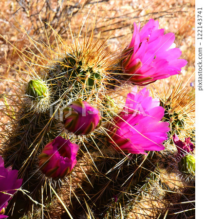 Flowering Hedge Hog cactus Flowering Hedge Hog cactus 122143741