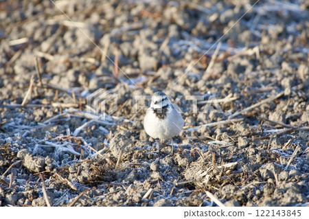 Wagtail / Japan 122143845
