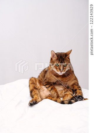 Funny cat sitting like a human on bed. 122143929