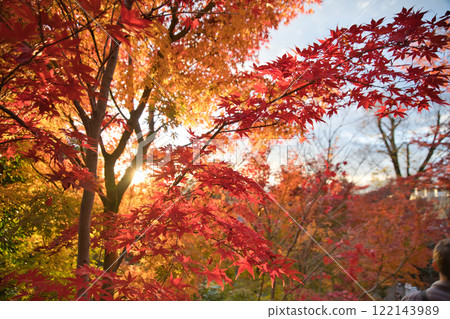 Autumn leaves at Nanzen-ji Temple, Kyoto Autumn leaves at Nanzen-ji Temple, Kyoto 122143989