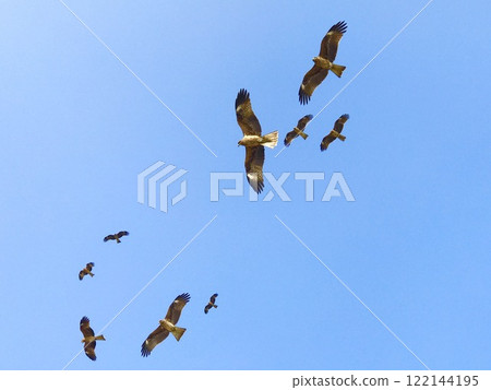 A flock of pigeons flying in the blue sky 122144195