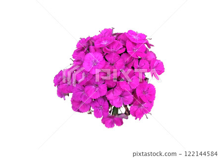 Dianthus barbatus Parzival Lancelot pink flower Dianthus barbatus Parzival Lancelot pink flower 122144584