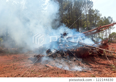 Charred tree remnants smolder in forest while smoke billows under sun, highlighting effects of wildfire. 122144830