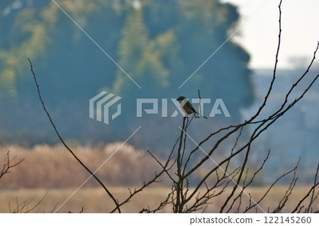A shrike perched on a dead branch in winter A shrike perched on a dead branch in winter 122145260