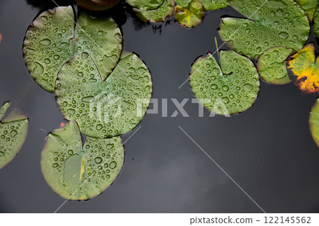 Tranquil Water Lily Pond with DewCovered Lilypad Leaves in Nature Tranquil Water Lily Pond with DewCovered Lilypad Leaves in Nature 122145562